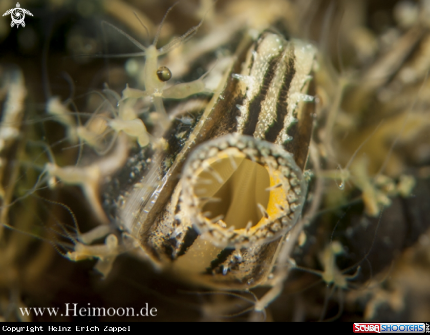 A Süßwasserpolypen (Hydra)  and Wandermuschel (Dreissena polymorpha)
