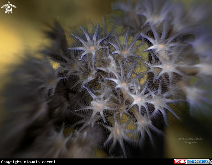 A coral