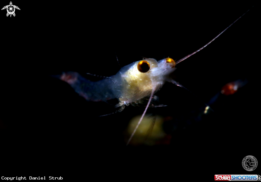 A hemimisis anomala 