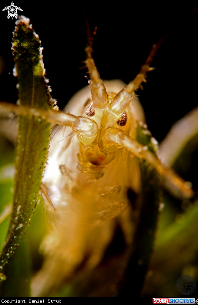 A side swimmer (gammarus sp.)