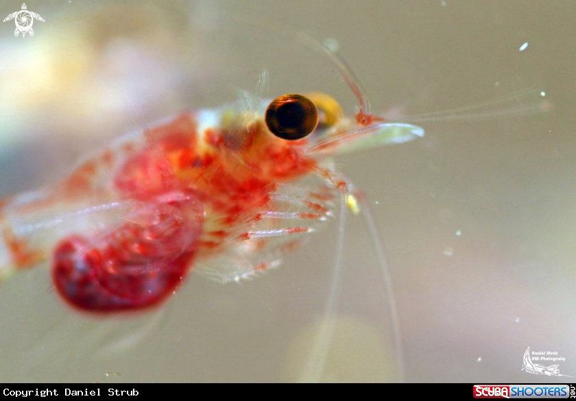 A hemimisis anomala 