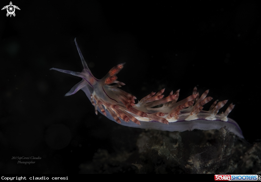 A flabellina
