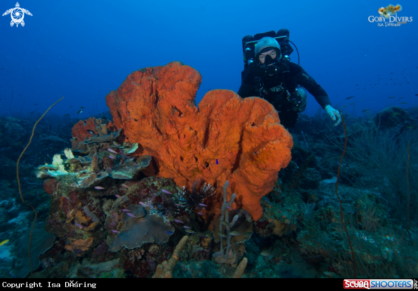 A Orange elephant ear sponge