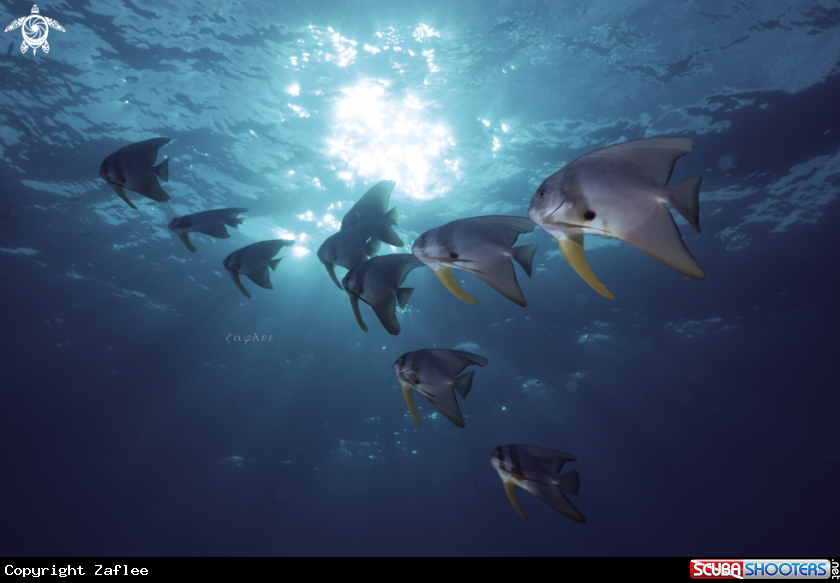 A Batfish