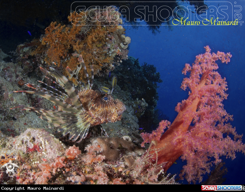 A Lionfish