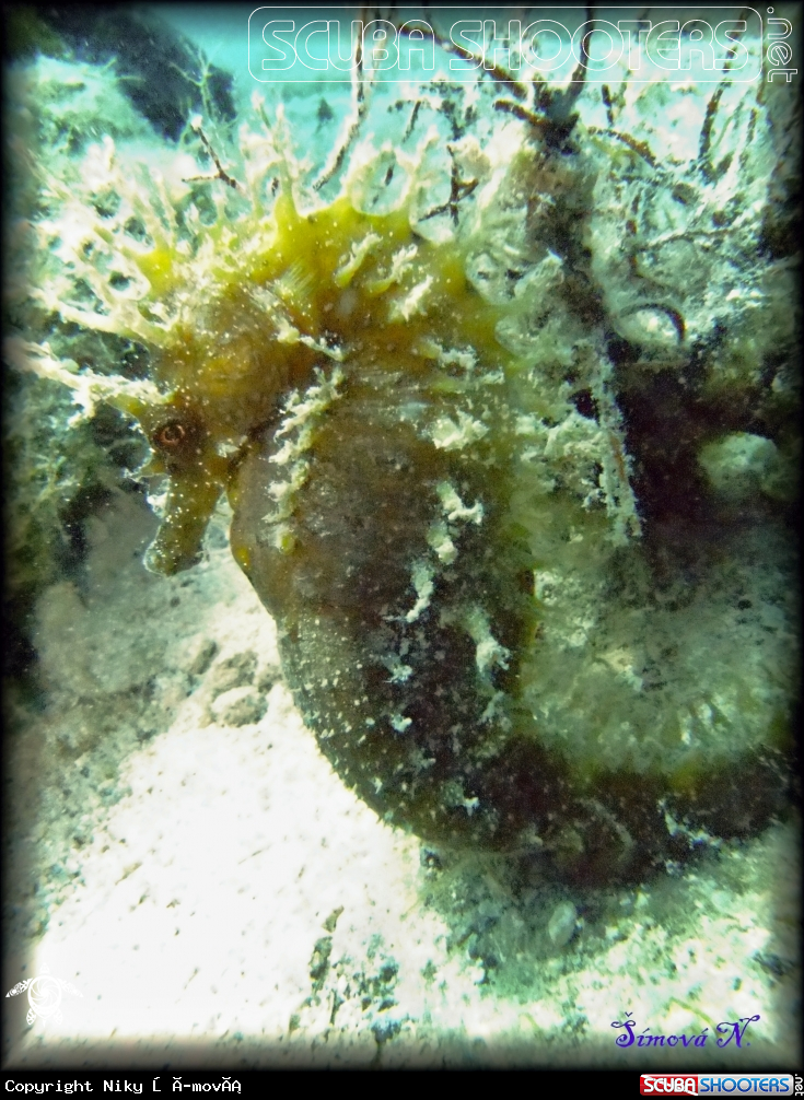 A underwater creature
