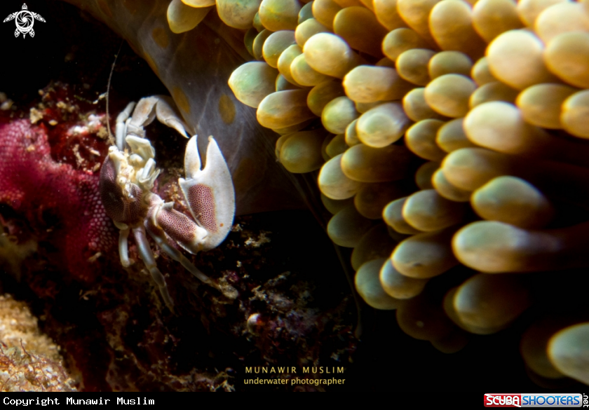 A Crab with sea anemone