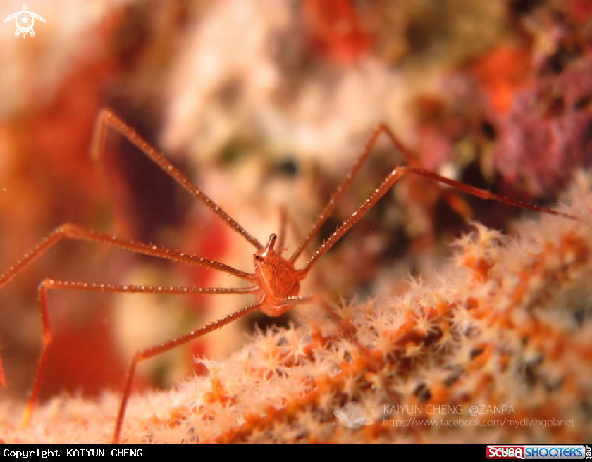 A Spider Squat Lobster 