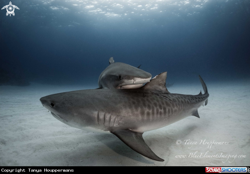 A Tiger Shark