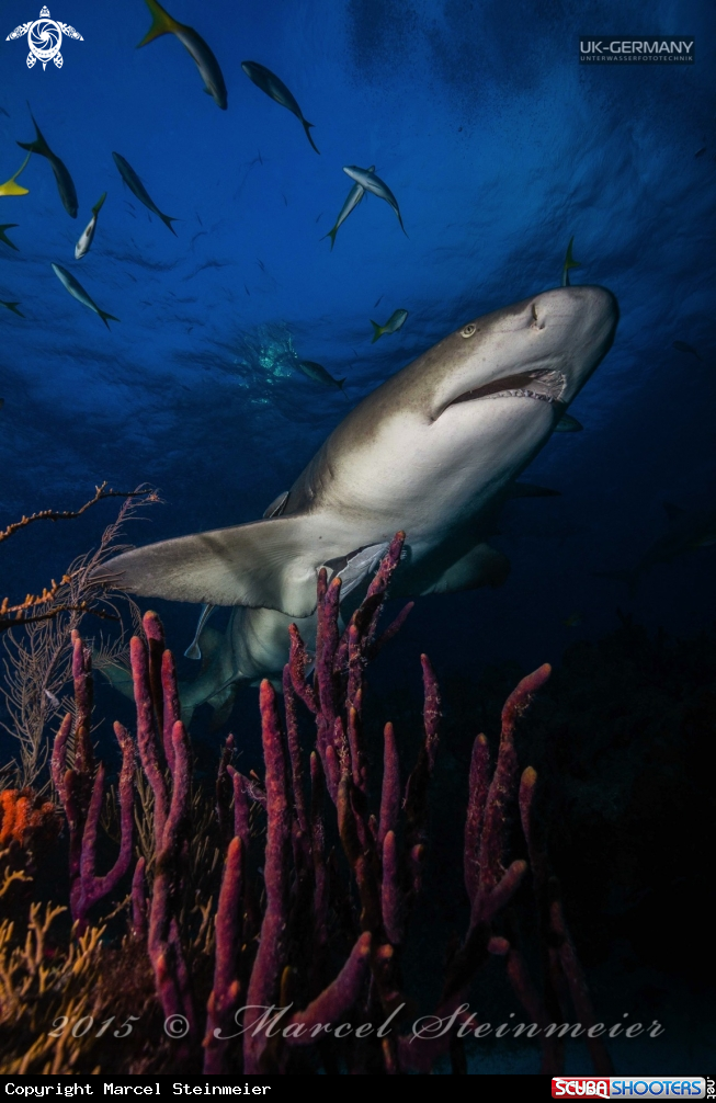 A Lemon shark