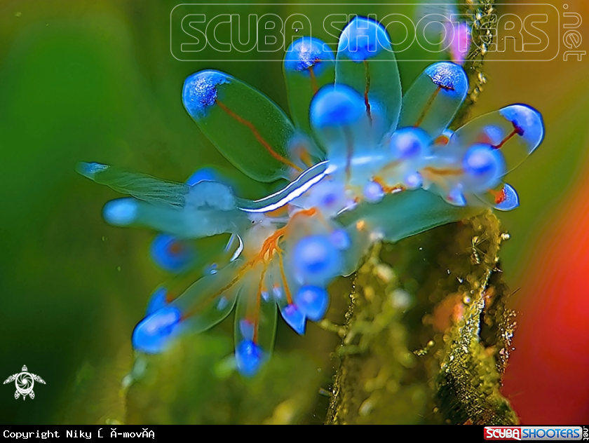 A Nudibranch