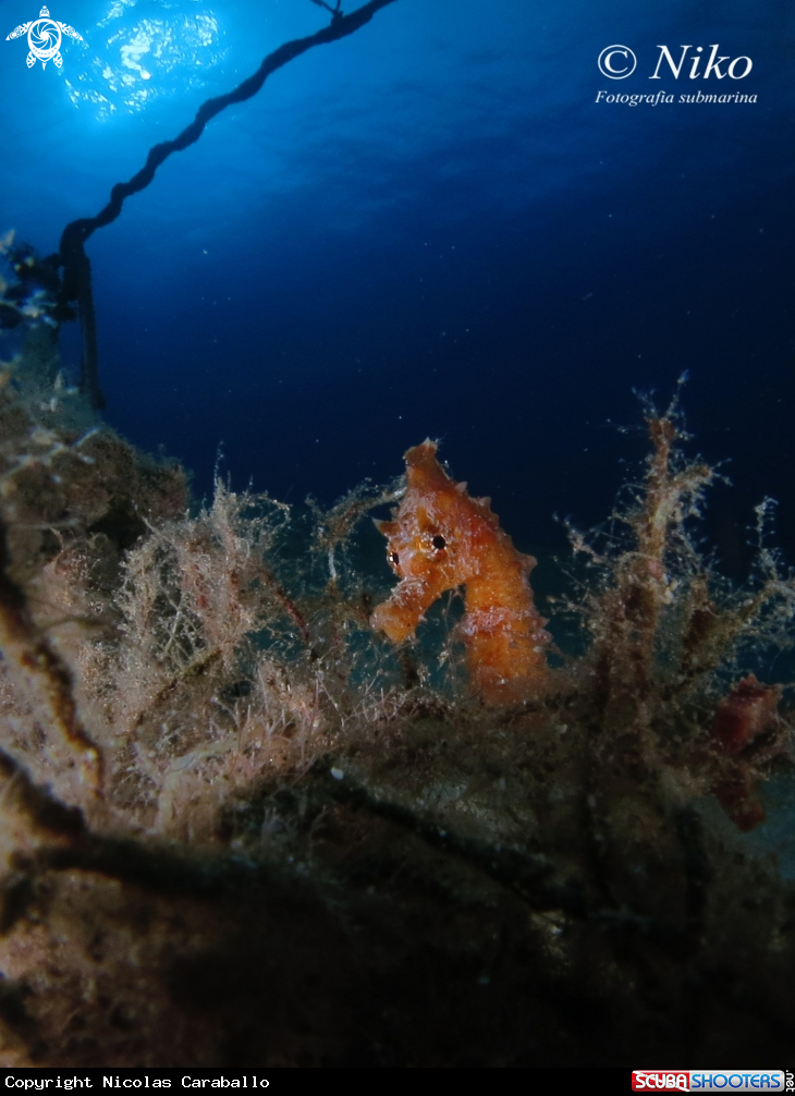 A Caballito de mar 