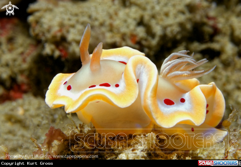 A Nudibranche
