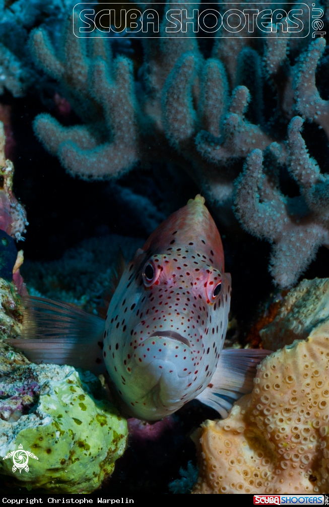 A Blackside hawkfish