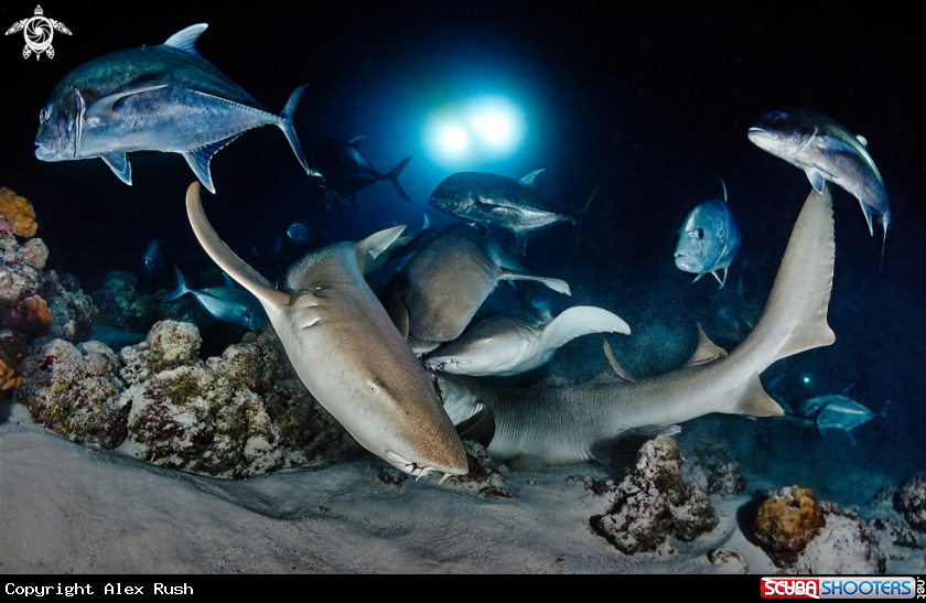 A Nurse Sharks & Jacks