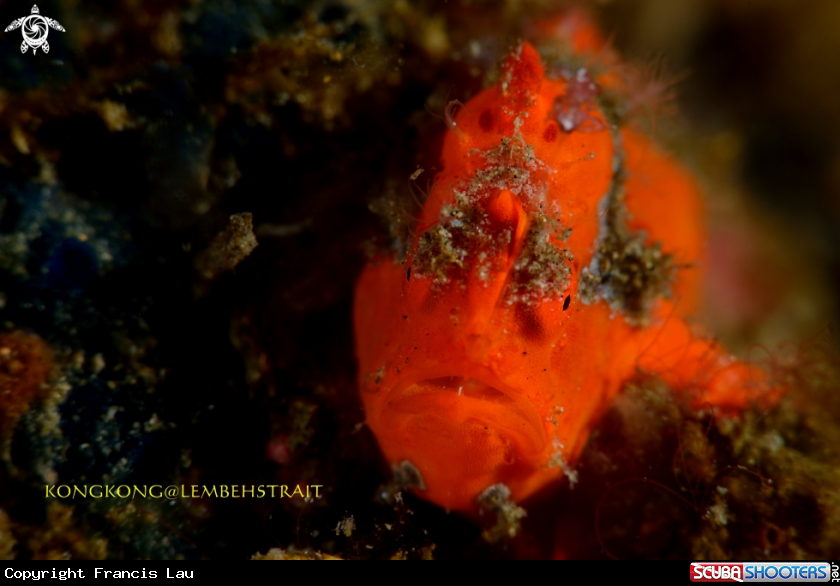 A Frogfish