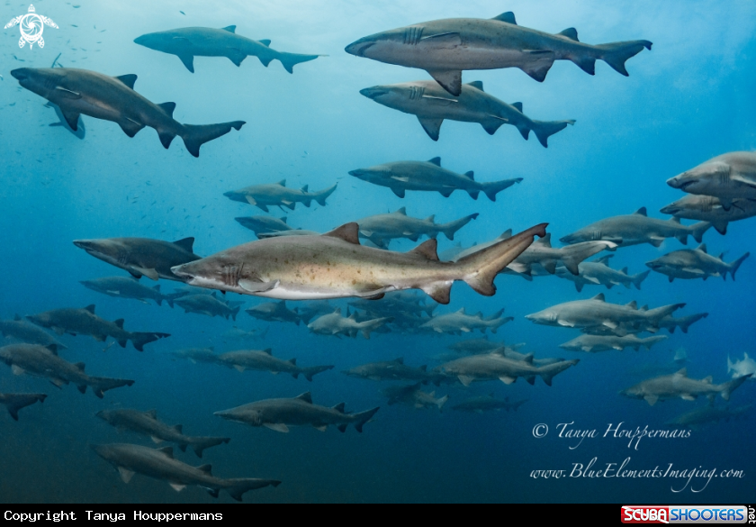A Sand Tiger 