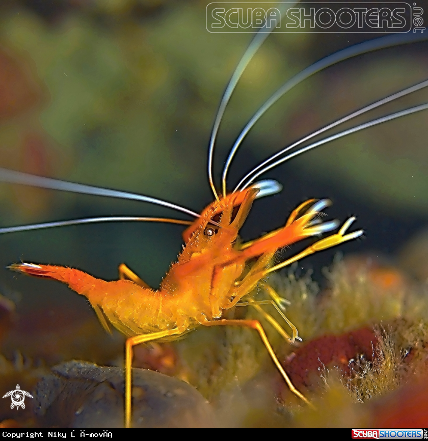 A prawn