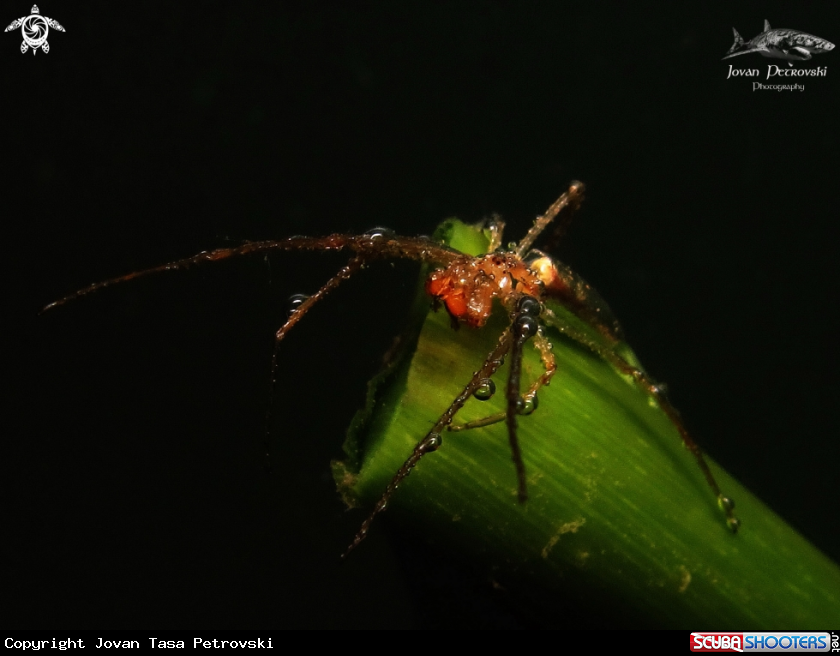 A Vodeni pauk / Water spider