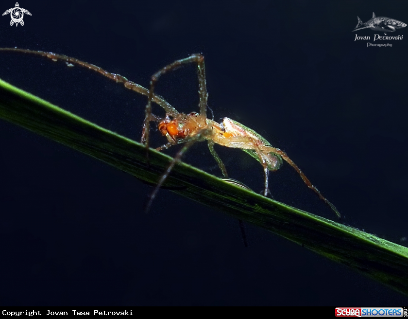 A Vodeni pauk / Water spider