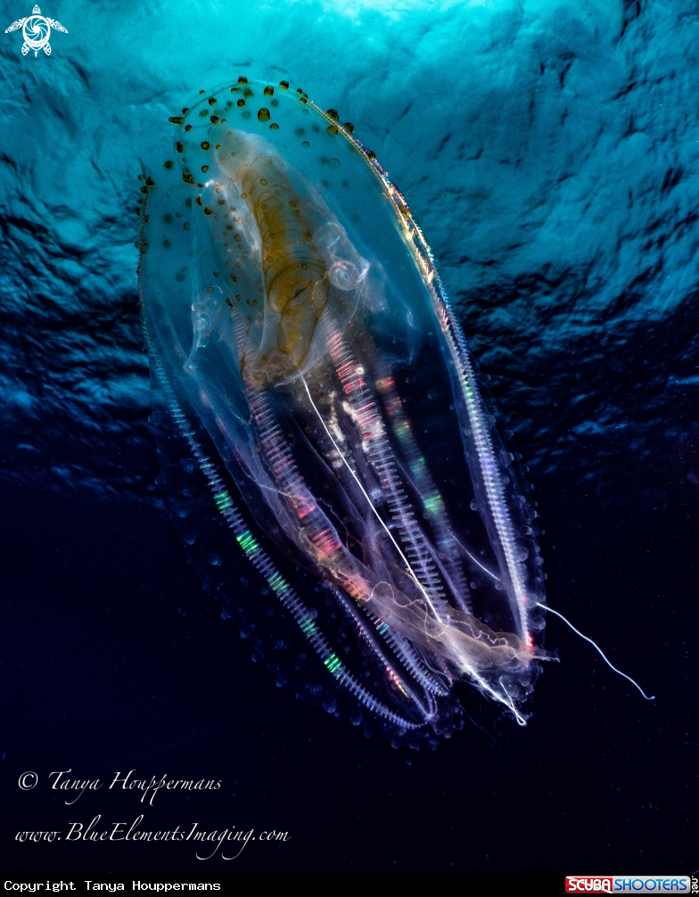 A Comb jelly