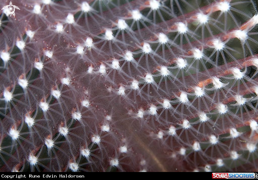 A Sea pen