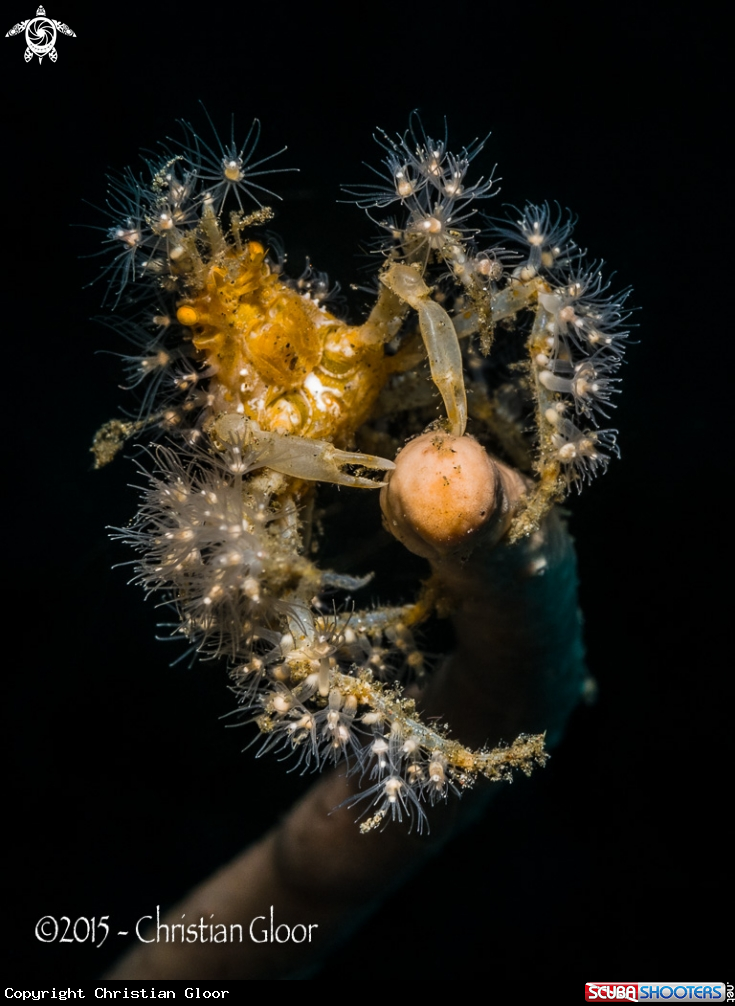 A Spider crab