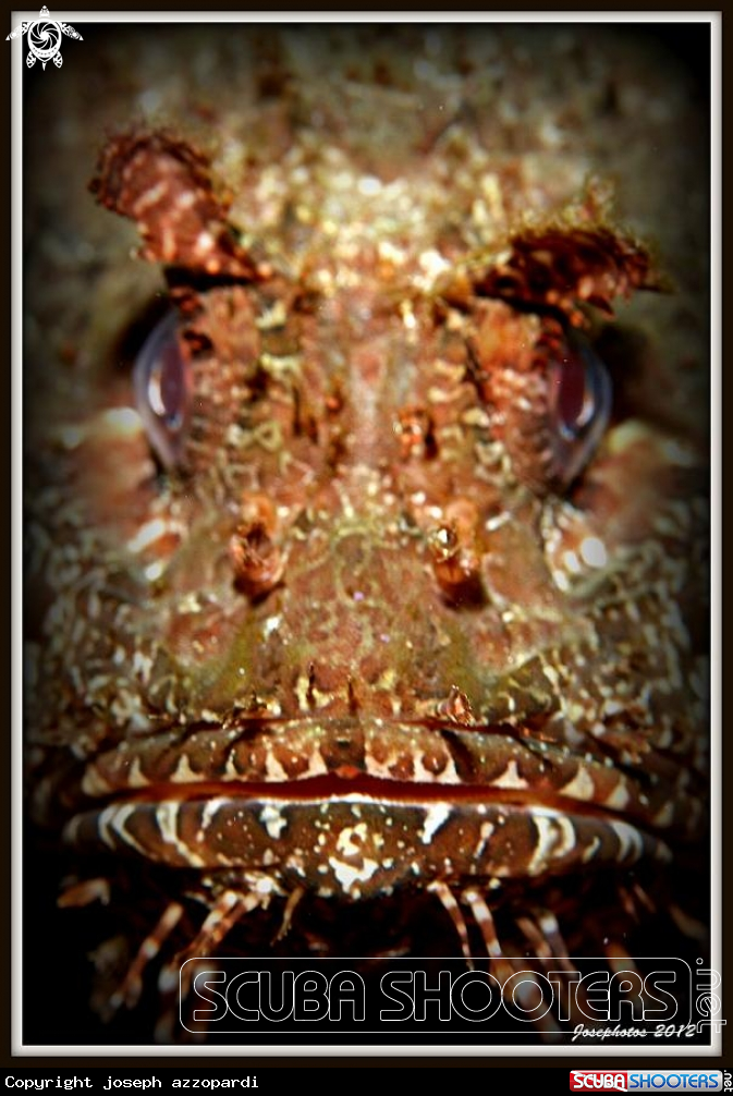 A scorpionfish