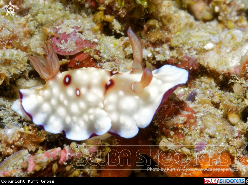 A Nudibranche