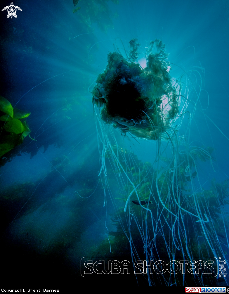 A Jelly Fish