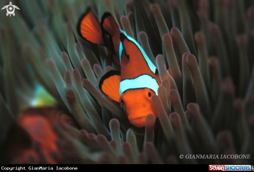 A Clown Fish