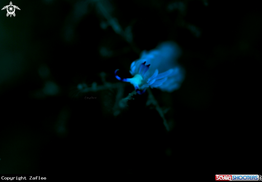 A Flabellina Exoptata