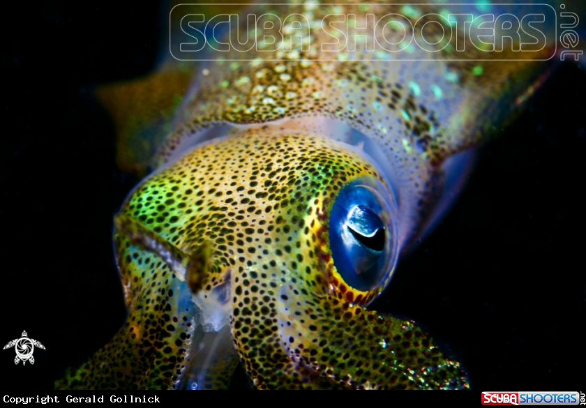 A underwater creature