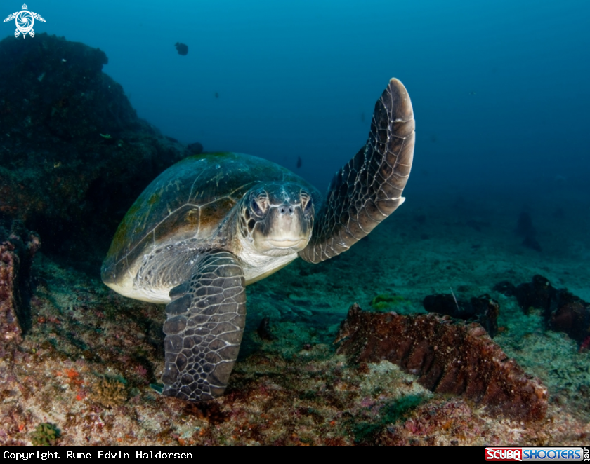 A Green turtle