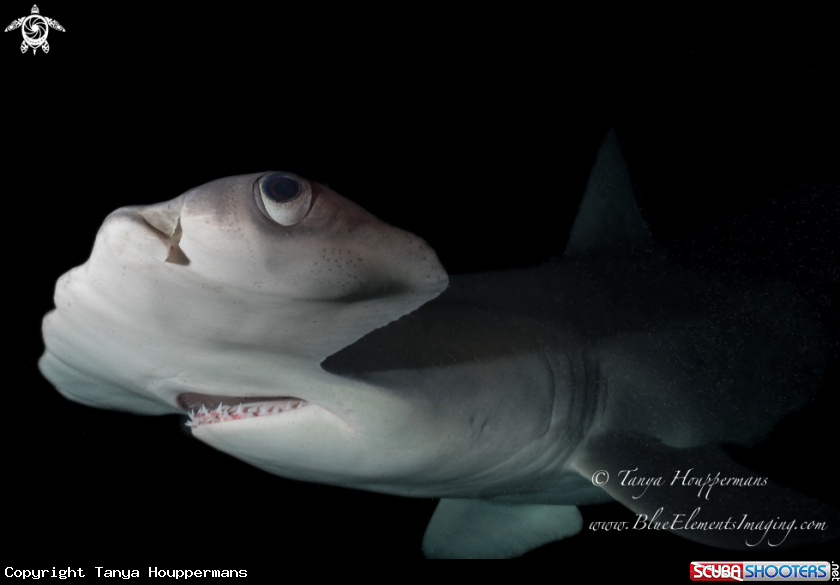 A Great Hammerhead Shark