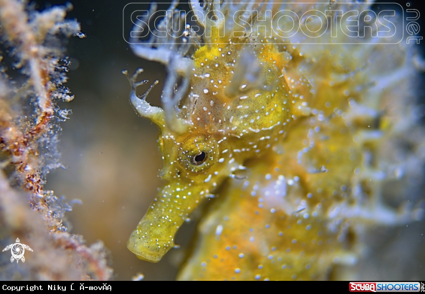 A sea horse