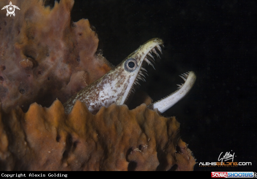 A Spotted Eel