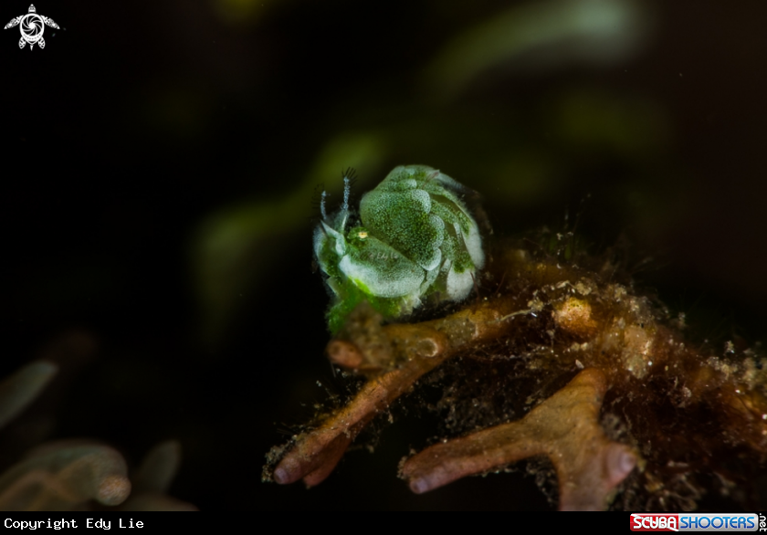 A Green Shrimp