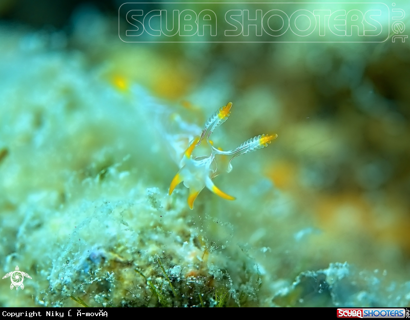 A Nudibranchia
