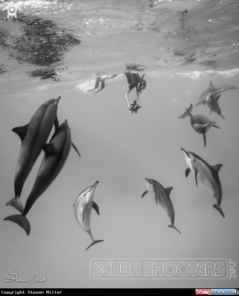 A Spinner Dolphins