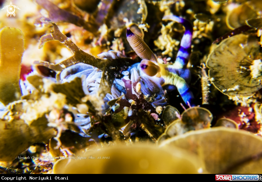 A Nudi