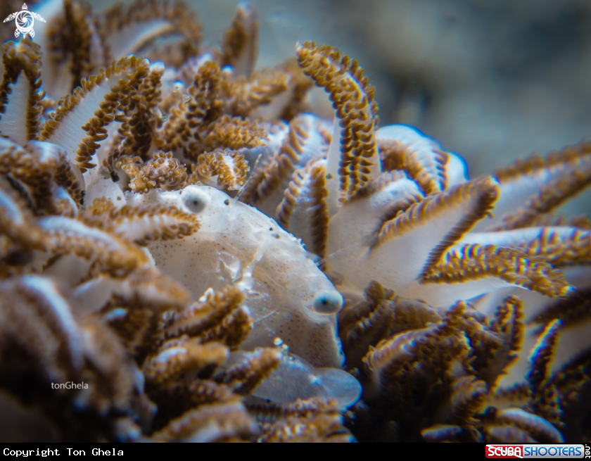 A Xenia crab