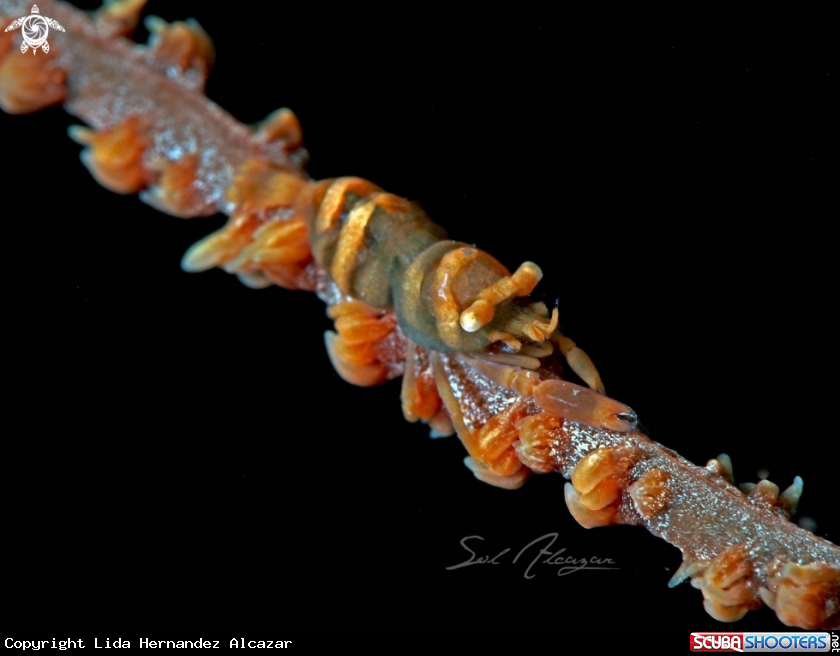 A Whip coral shrimp