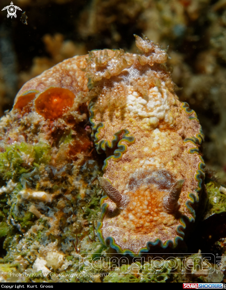 A Prachtsternschnecke