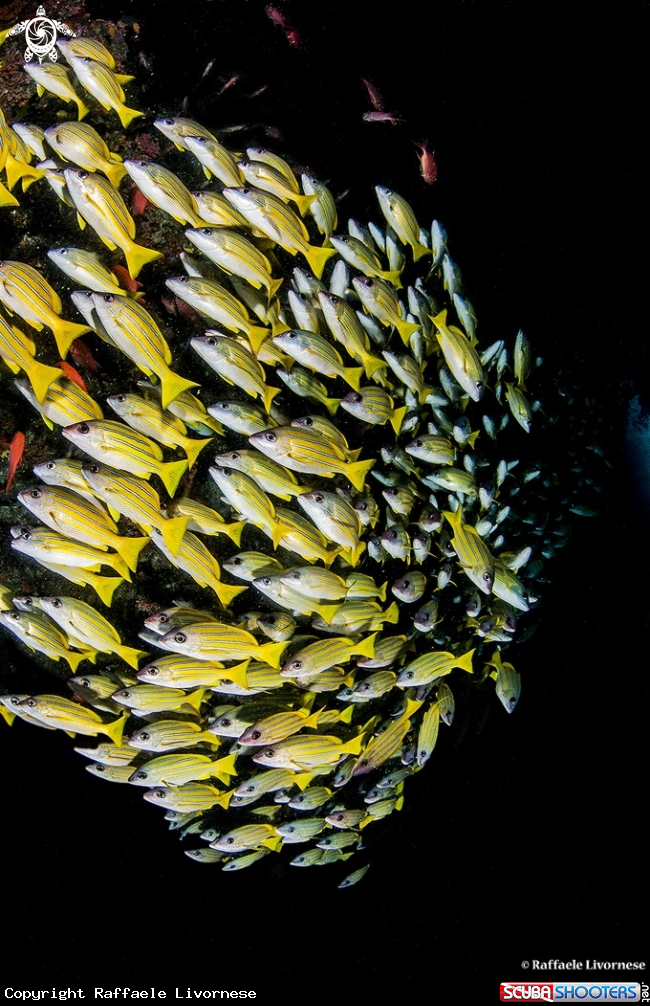 A Bluestripe snappers