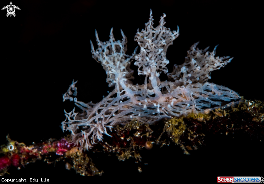 A Melibe Colemani