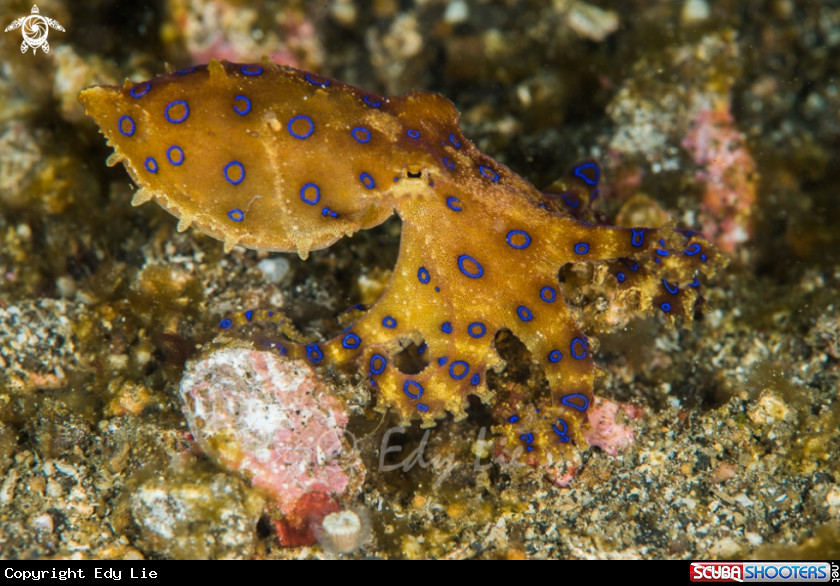 A Blue ring octopus