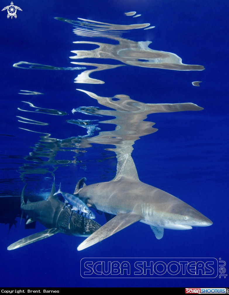 A Oceanic White Tip Shark