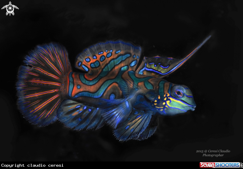 A mandarin fish