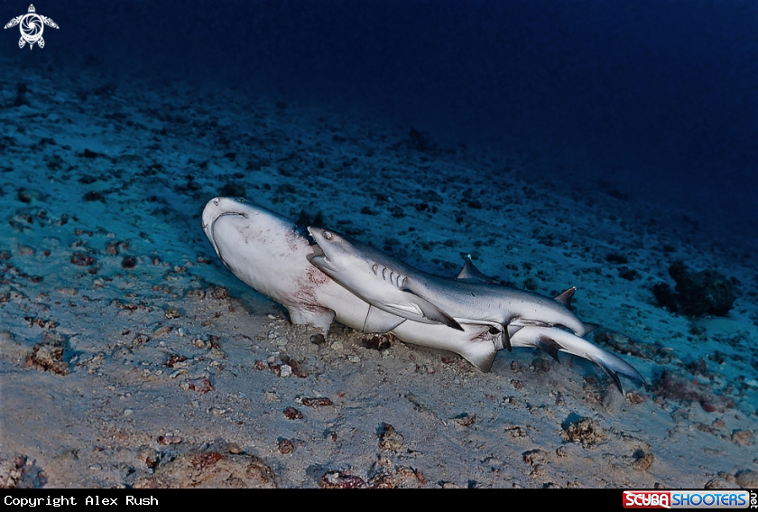 A Whitetip reef shark